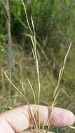 Imagem de Andropogon brachystachyus Chapm.