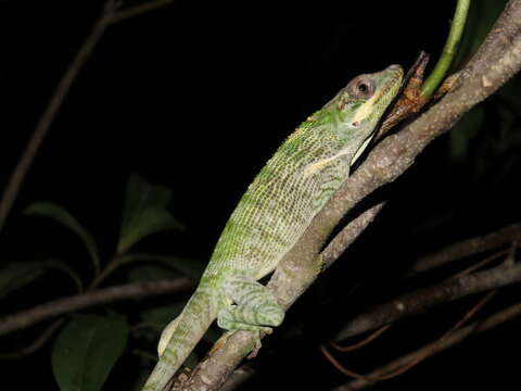 Image of Cuban Giant Anole