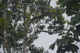 Image of golden-mantled tamarin