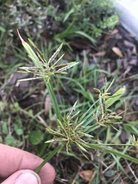 Image of Roadside Flat Sedge