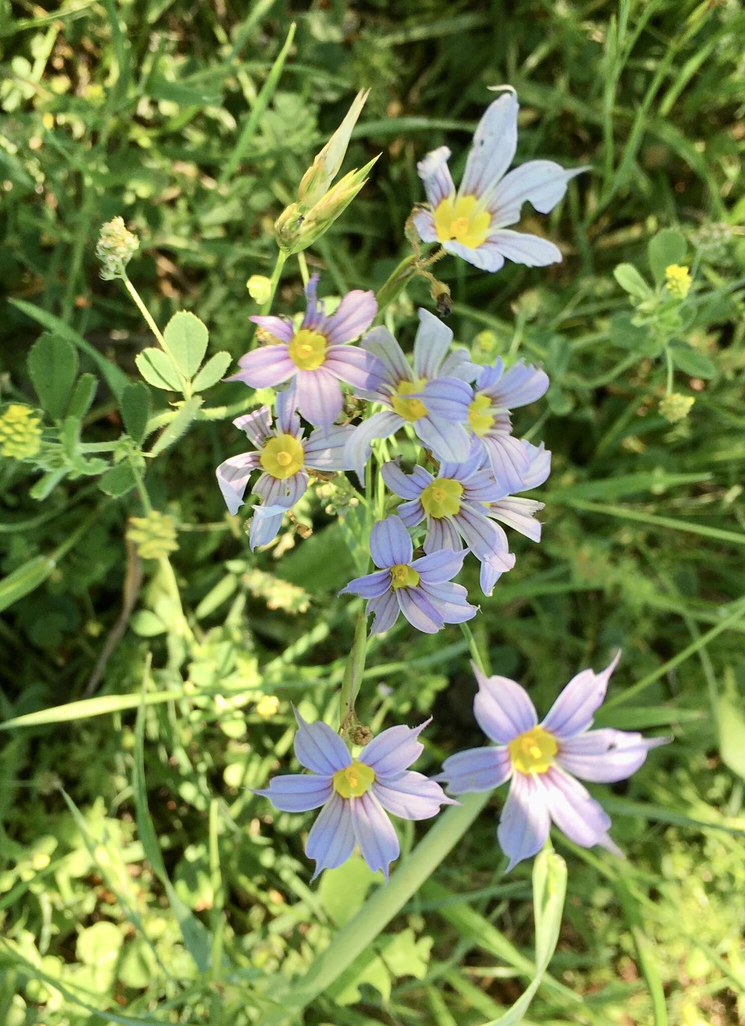 Image of Sisyrinchium platense I. M. Johnst.