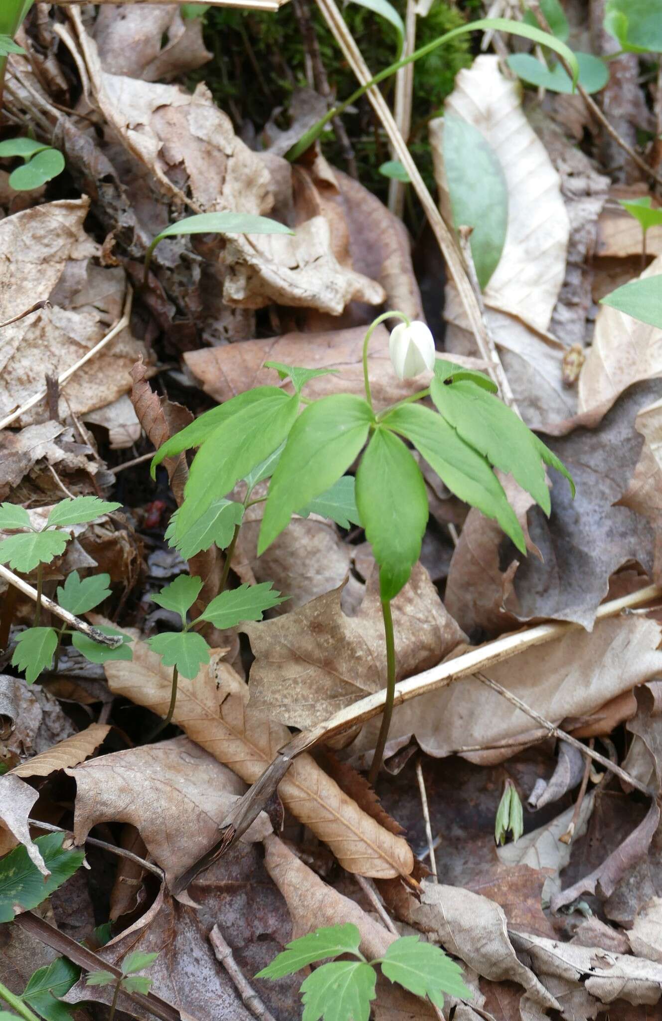 Слика од Anemone lancifolia Pursh