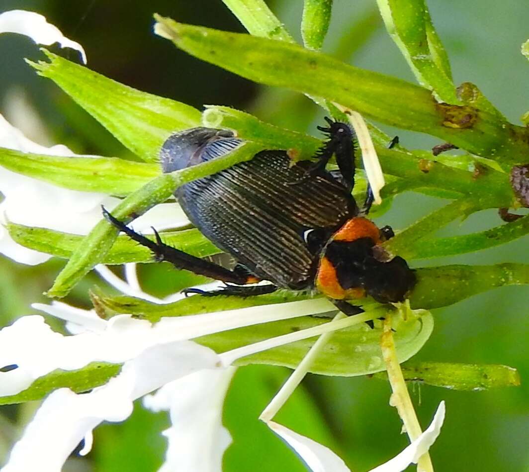 Image de Strigoderma sulcipennis Burmeister 1844