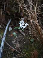 Image of Crassula saxifraga Harv.