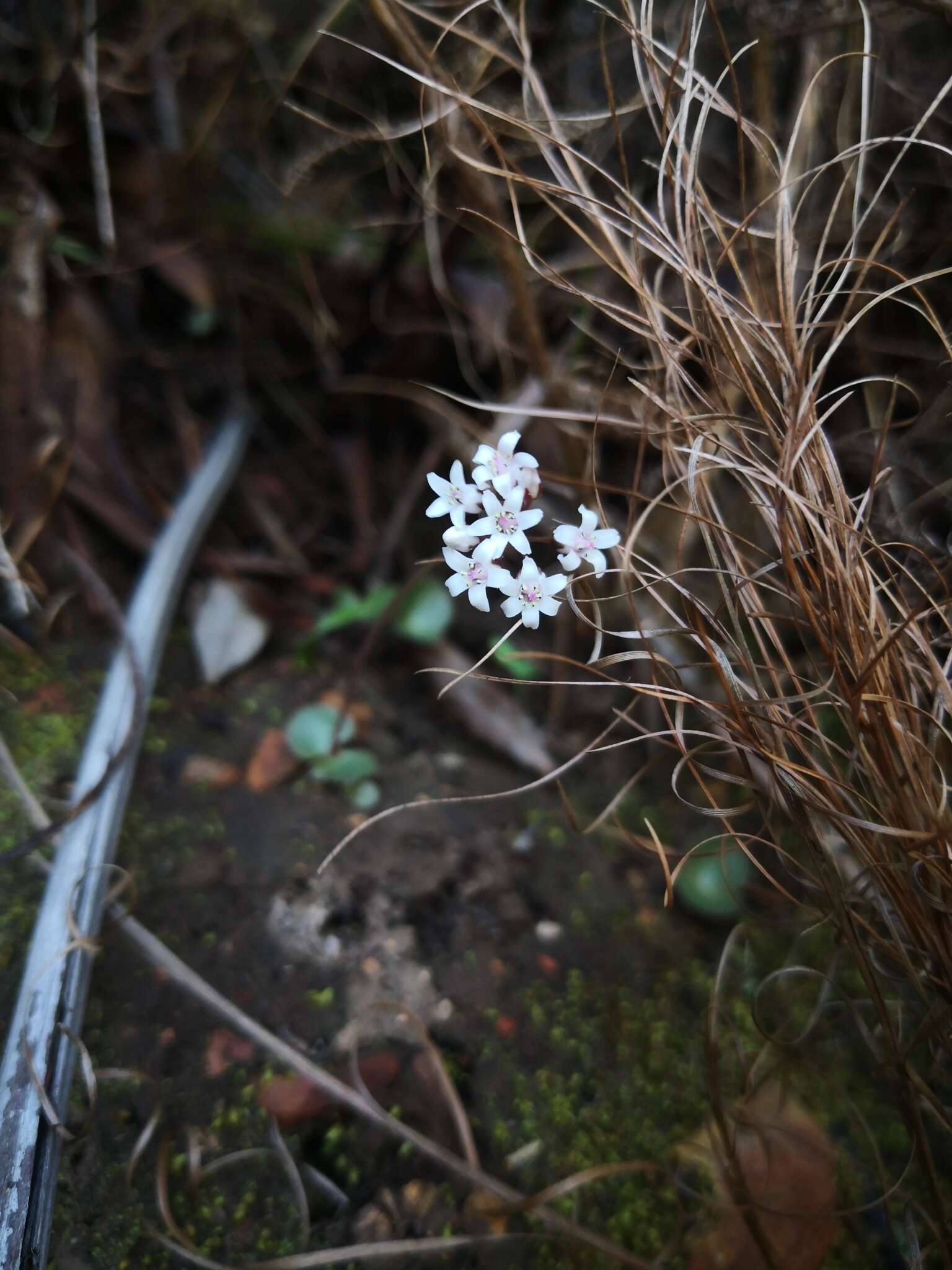 Image of Crassula saxifraga Harv.