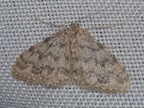 Image of Idaea contiguaria Hübner 1798