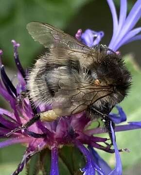 Image of <i>Bombus pascuorum mniorum</i> Fabricius 1776