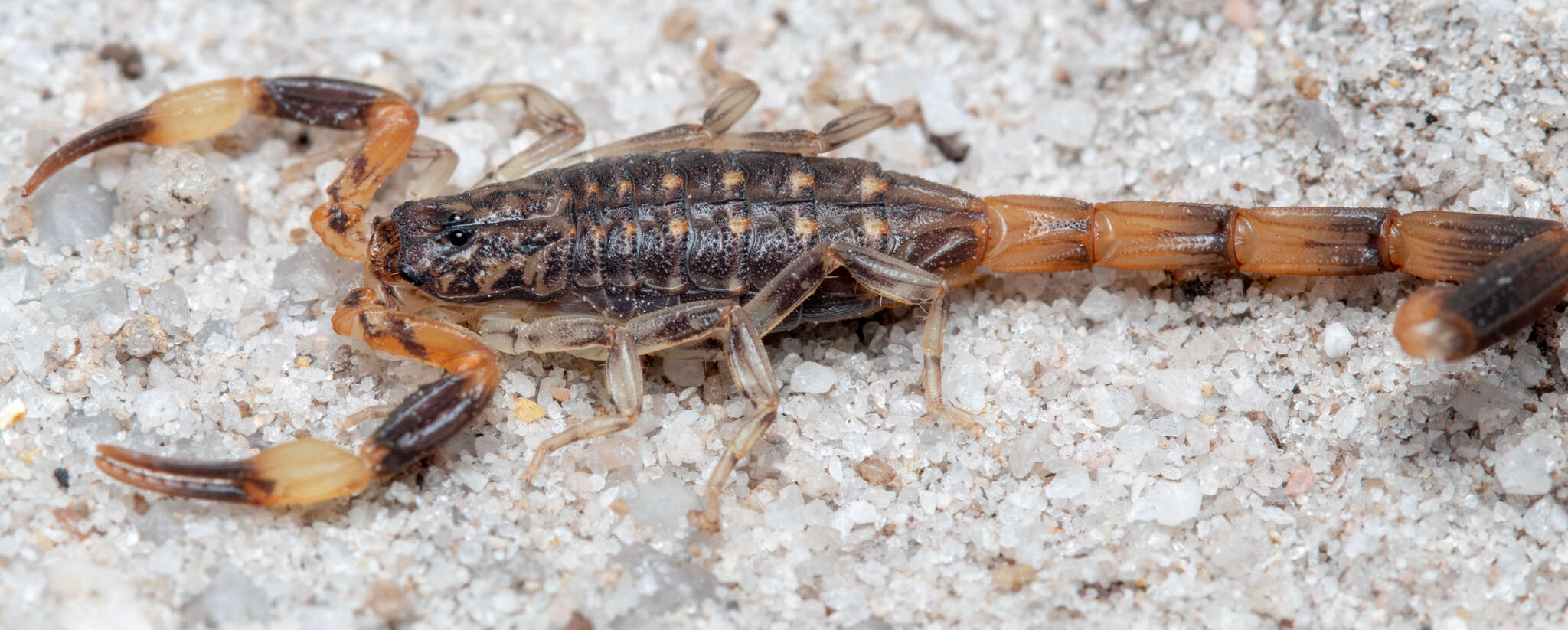 Image de Reddyanus melanodactylus (L. Koch 1867)