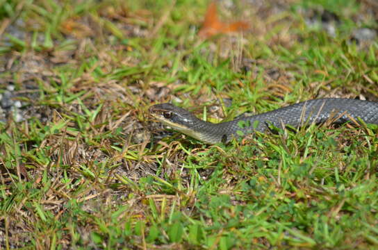 صورة Coluber constrictor paludicola Auffenberg & Babitt 1953