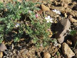 Plancia ëd Heterochroa desertorum Bunge