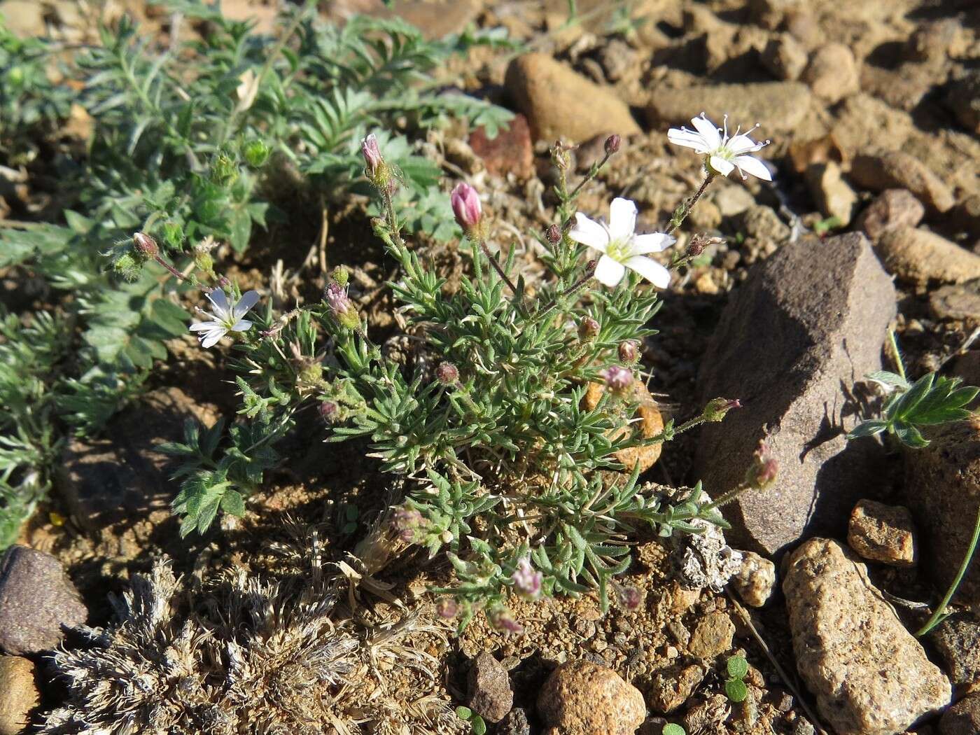 Imagem de Heterochroa desertorum Bunge