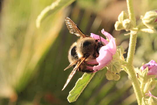 Image of Xylocopa tabaniformis pallidiventris O'Brien & Hurd 1965