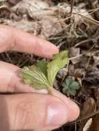 Image of piedmont barren strawberry