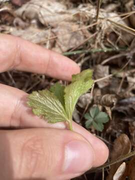 Image of piedmont barren strawberry
