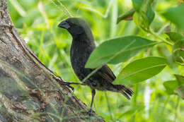 Image of Medium Ground Finch