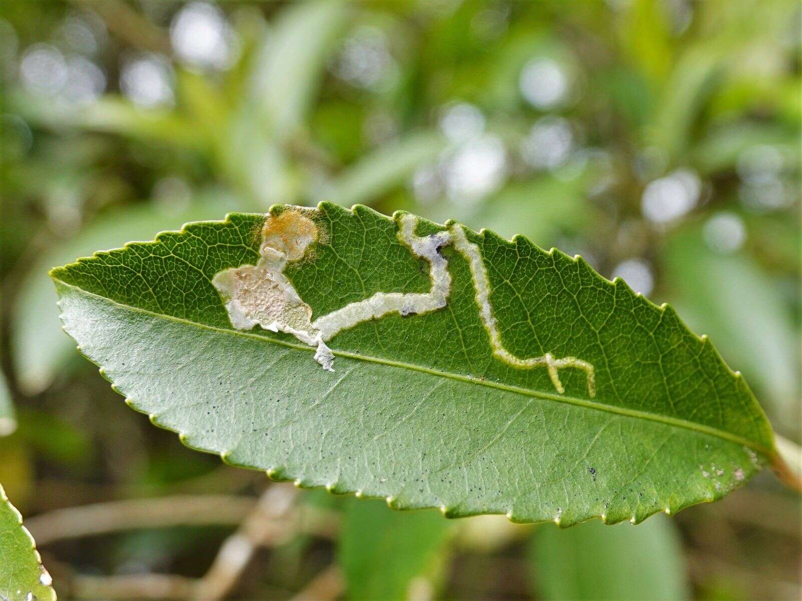 Image of Liriomyza flavolateralis (Watt 1923)