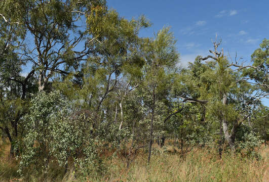 Image of Grevillea parallela Knight