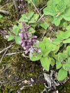 Image de Plectranthus rubropunctatus Codd