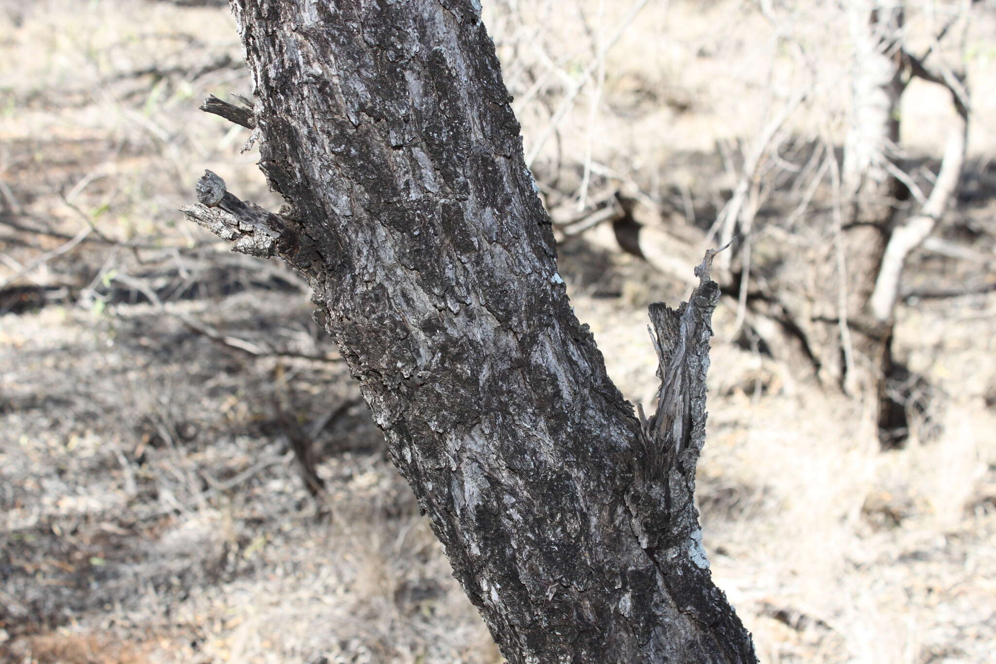 Plancia ëd Archidendropsis basaltica (F. Muell.) I. C. Nielsen