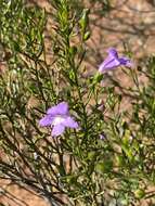 Image de Eremophila drummondii F. Muell.