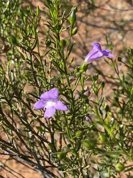 Image de Eremophila drummondii F. Muell.