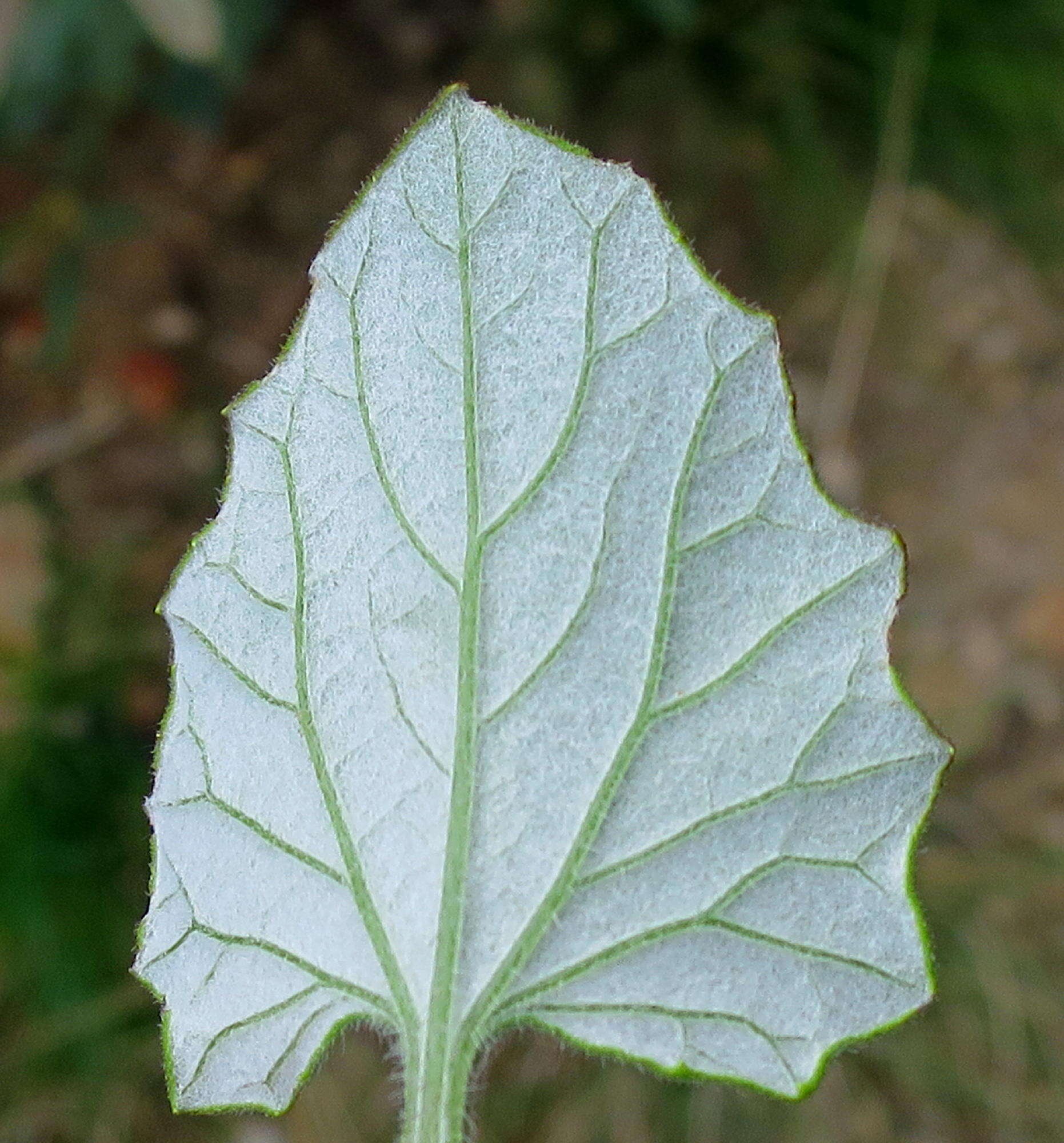 Image de Arctotis perfoliata (Less.) Beauv.