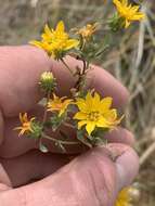 Image of Ash Meadows Gumweed