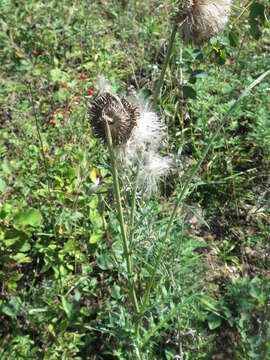 صورة Cirsium maackii Maxim.