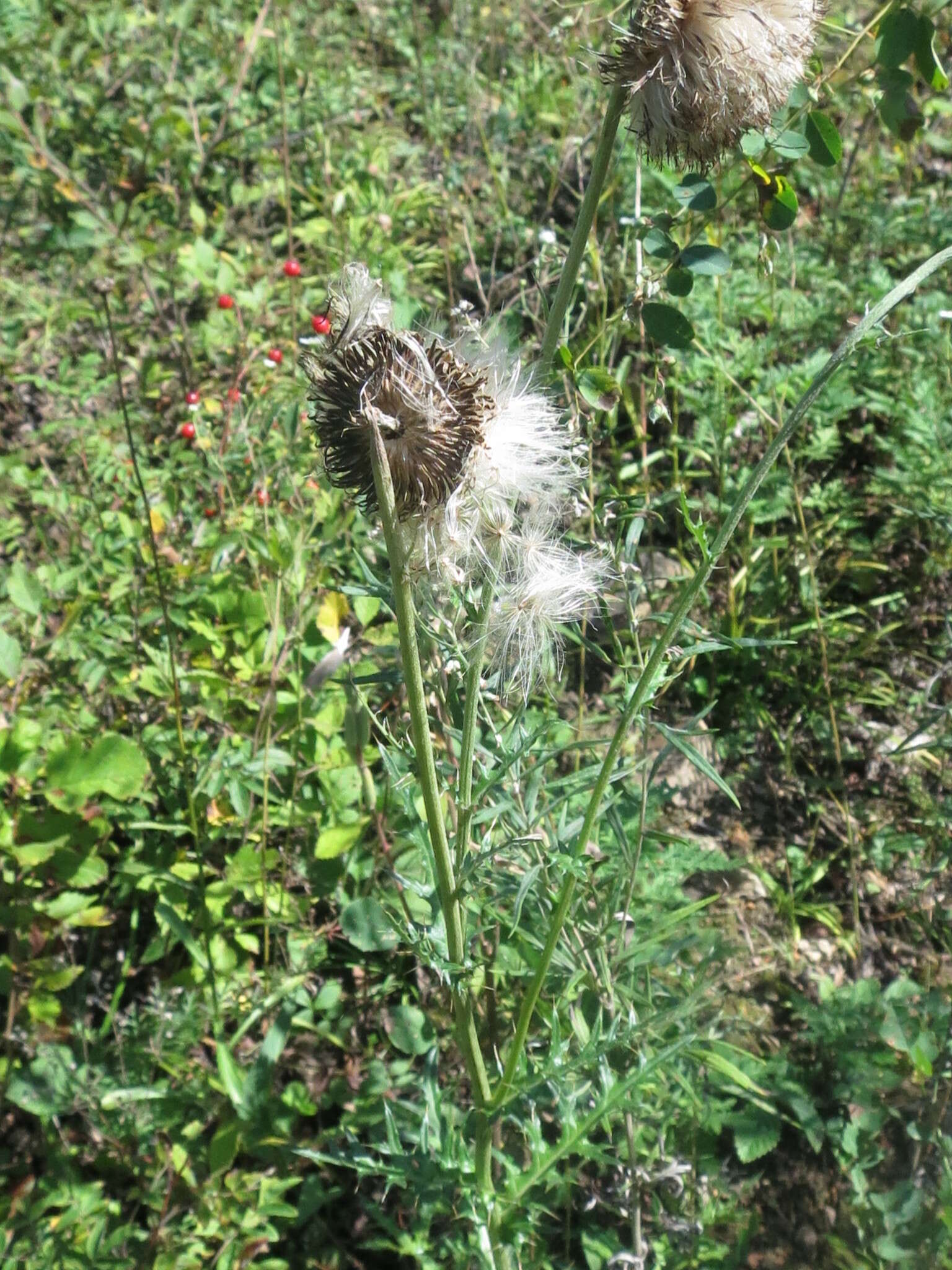 Слика од Cirsium maackii Maxim.