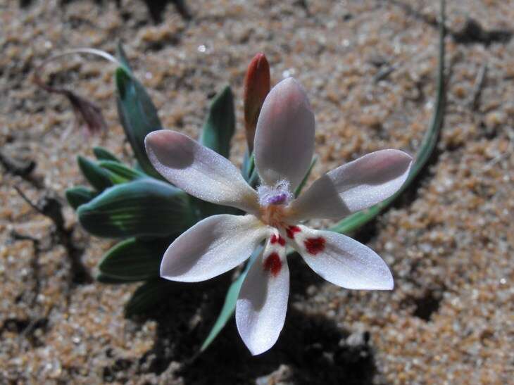 Image of Lapeirousia arenicola Schltr.