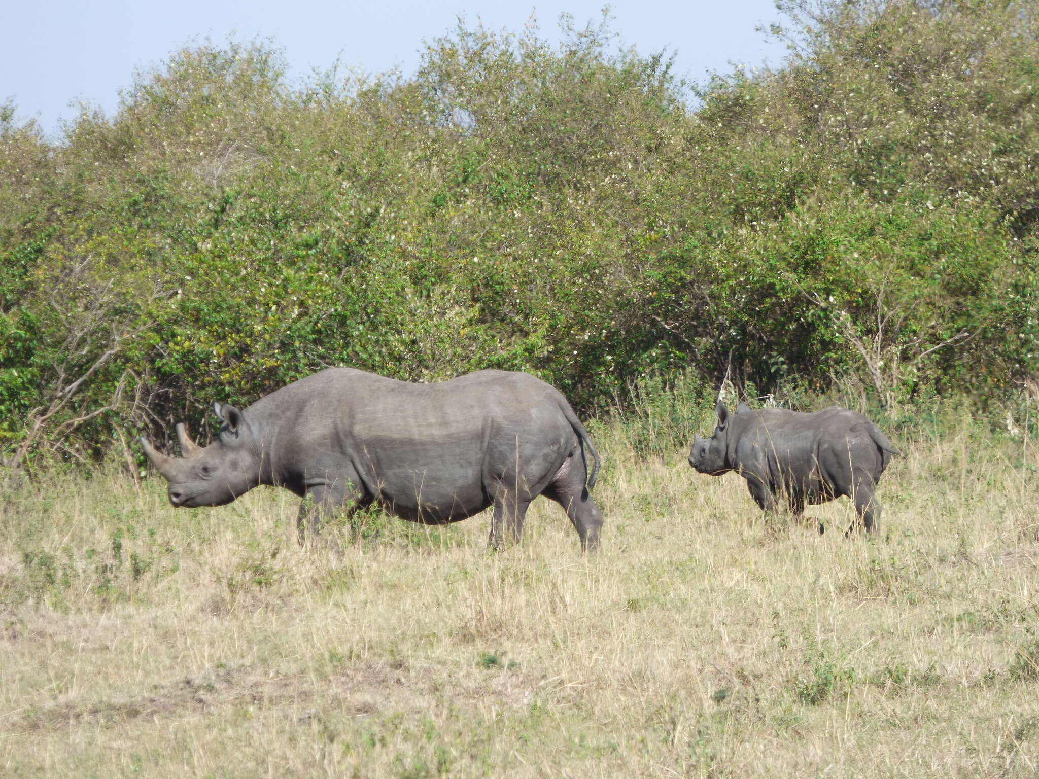 Image of Black Rhinoceros