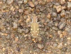 Image of Cicindela (Calomera) cardoni Fleutiaux 1890