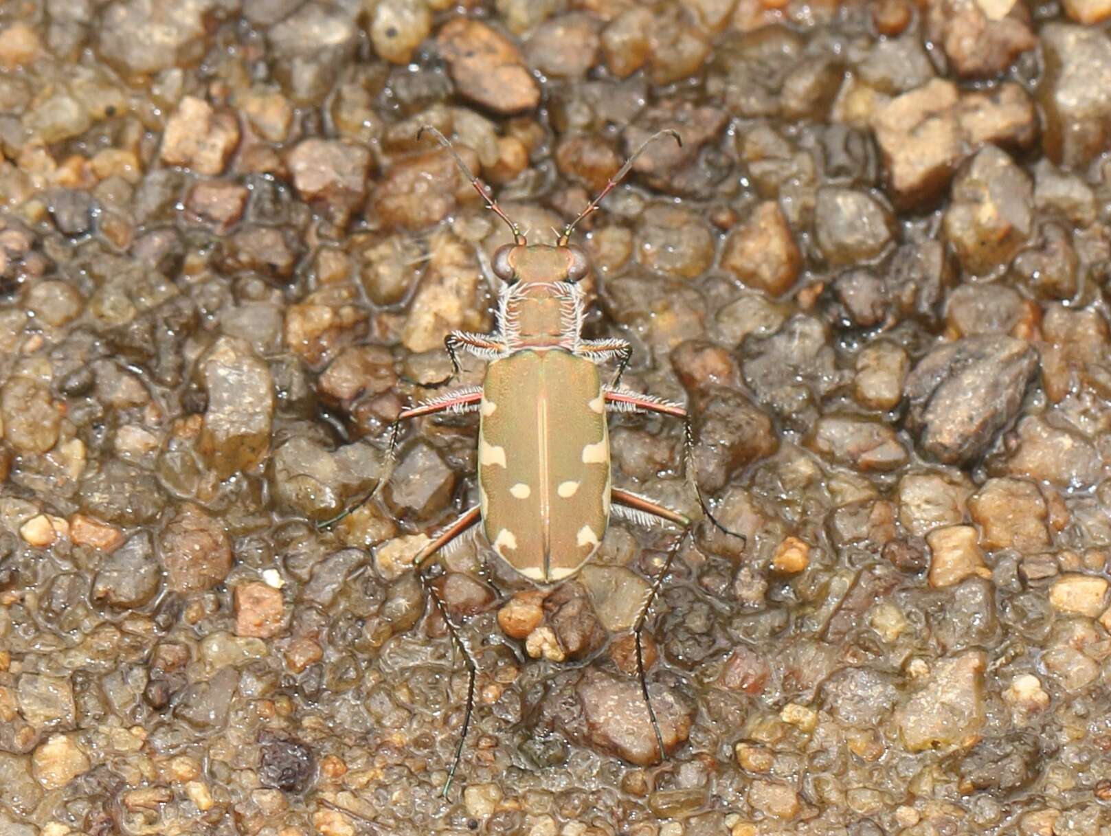 Image of Cicindela (Calomera) cardoni Fleutiaux 1890