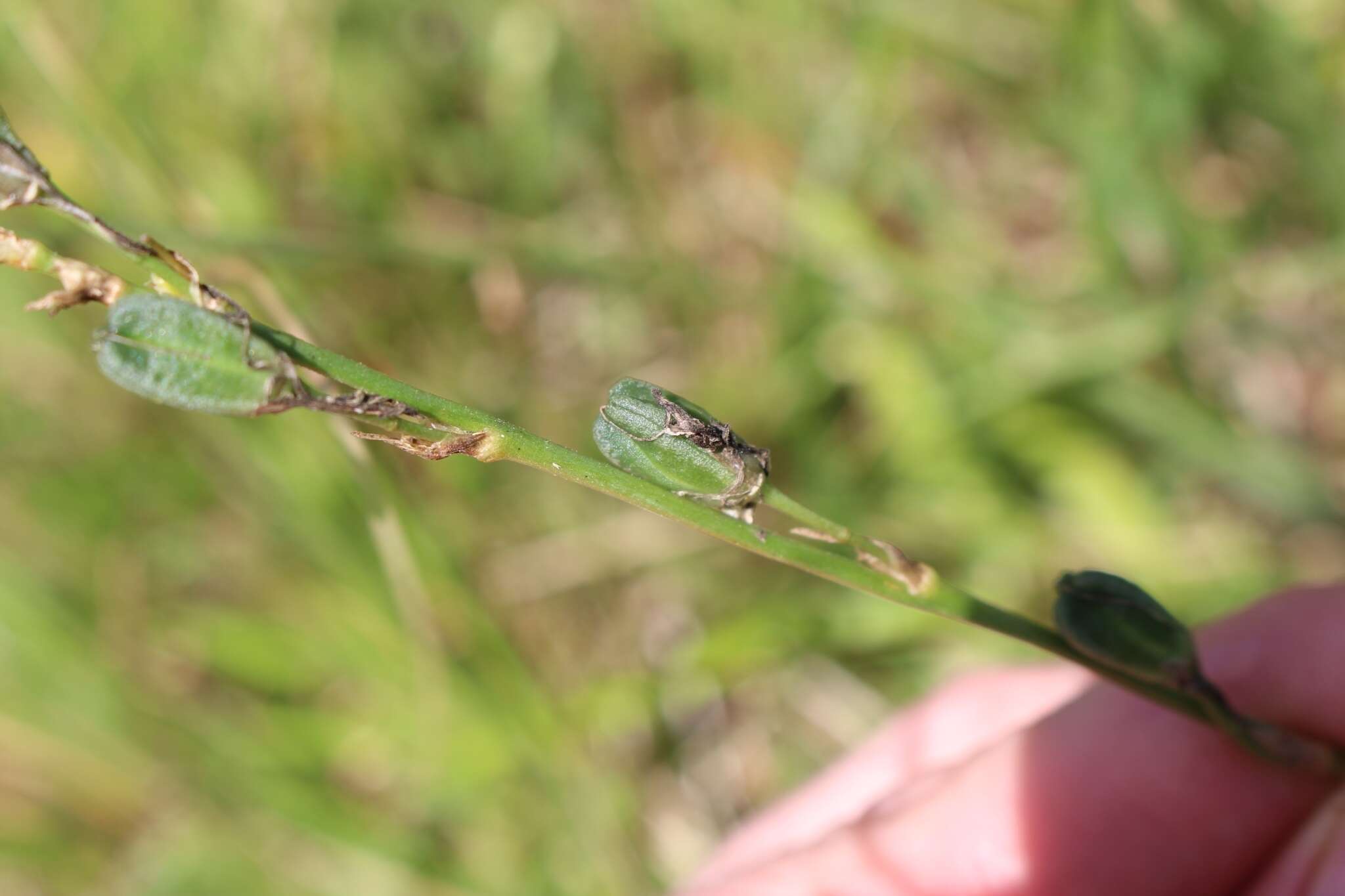 Image of Echeandia skinneri (Baker) Cruden