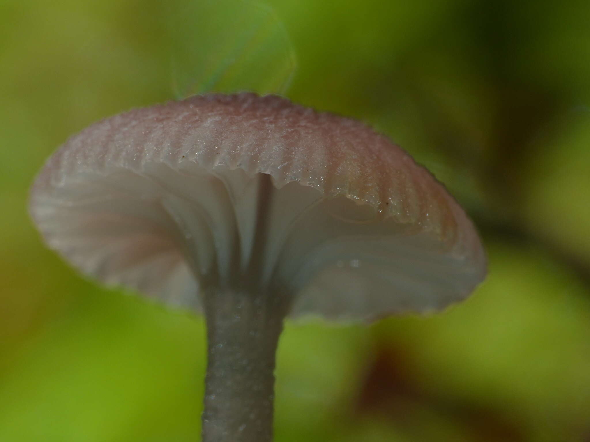 Image de Gliophorus lilacipes E. Horak 1973