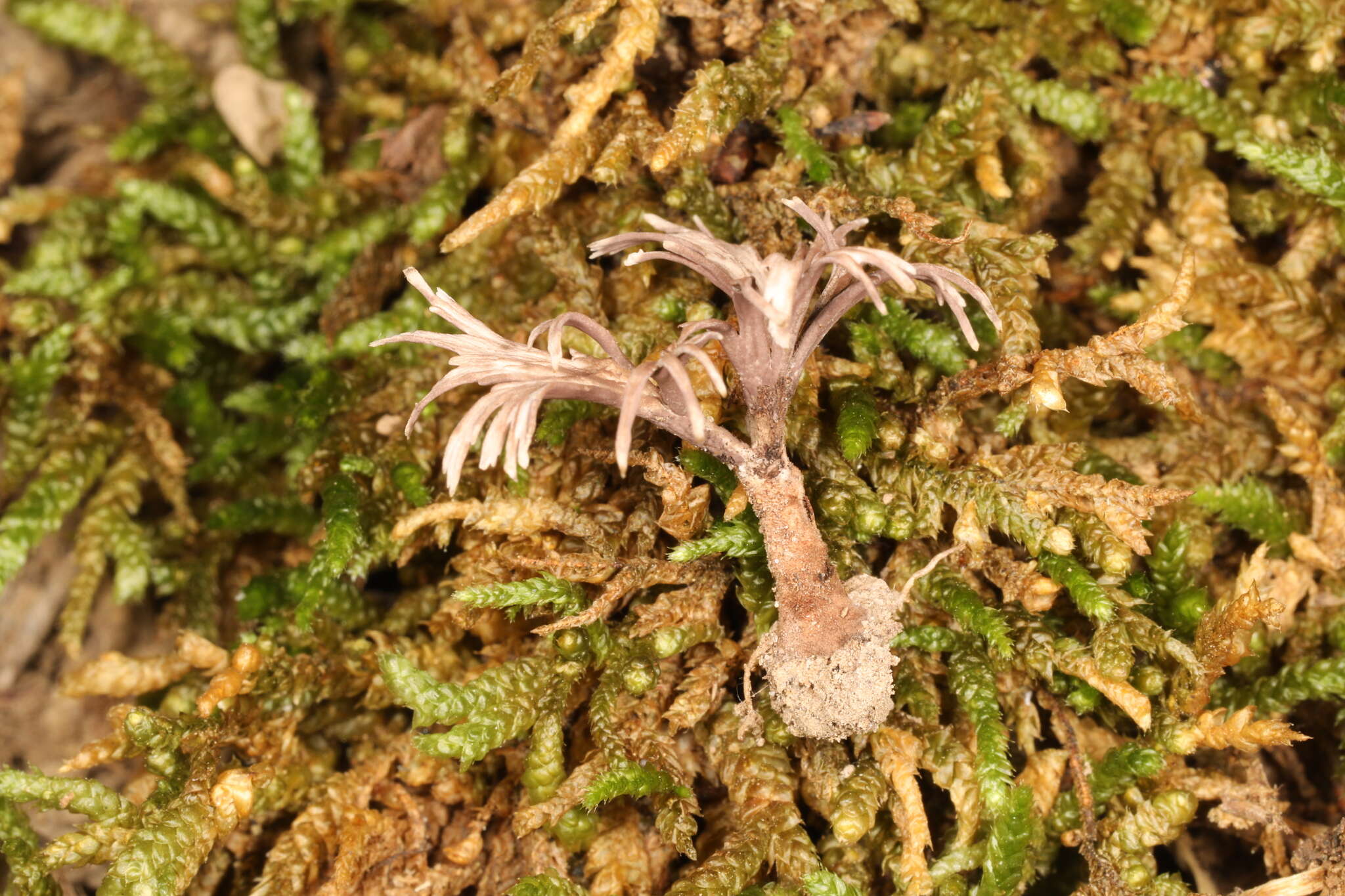 Image of Hyphodontia spathulata (Schrad.) Parmasto 1968