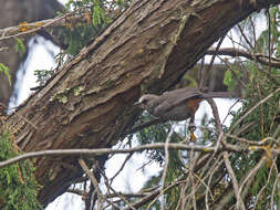 Image of Abyssinian Catbird