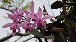 Imagem de Cattleya intermedia Graham ex Hook.