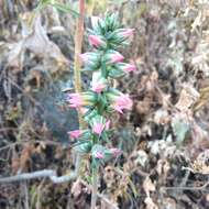 Image of Echeveria chapalensis R. Moran & C. H. Uhl