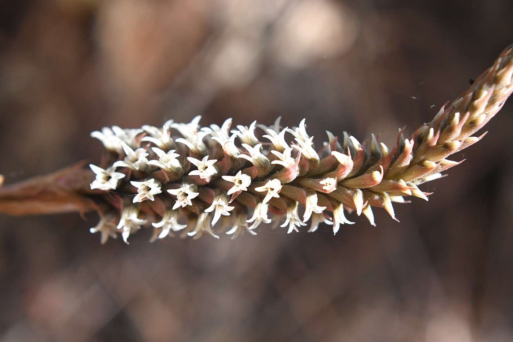 Imagem de Aulosepalum pyramidale (Lindl.) M. A. Dix & M. W. Dix