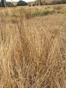 Image of Juncus australis J. D. Hook.