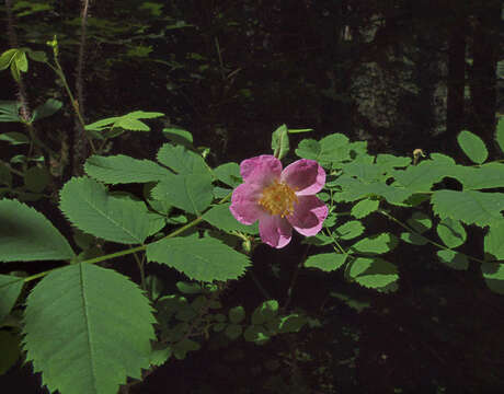 Слика од Rosa gymnocarpa subsp. gymnocarpa