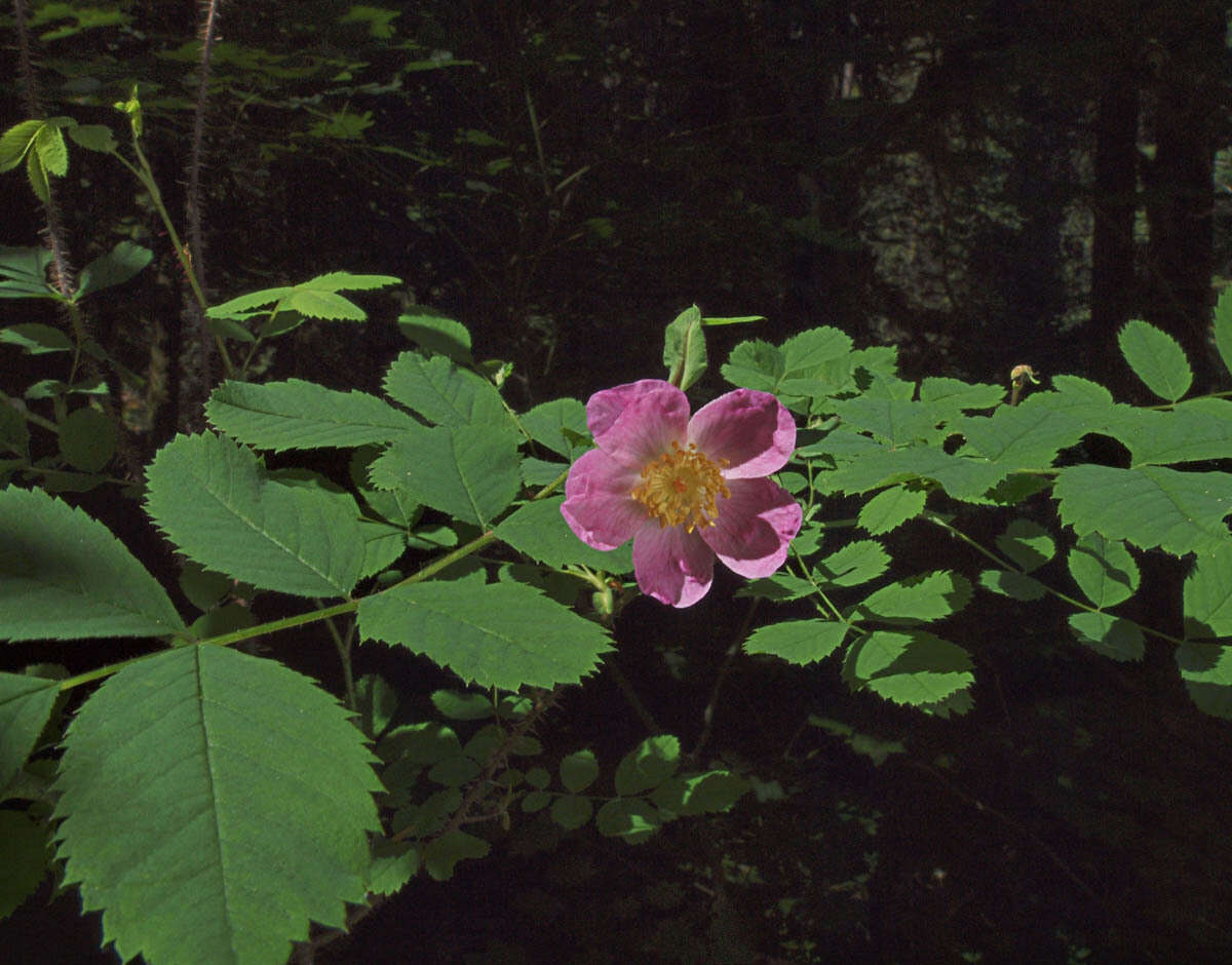 Imagem de Rosa gymnocarpa subsp. gymnocarpa