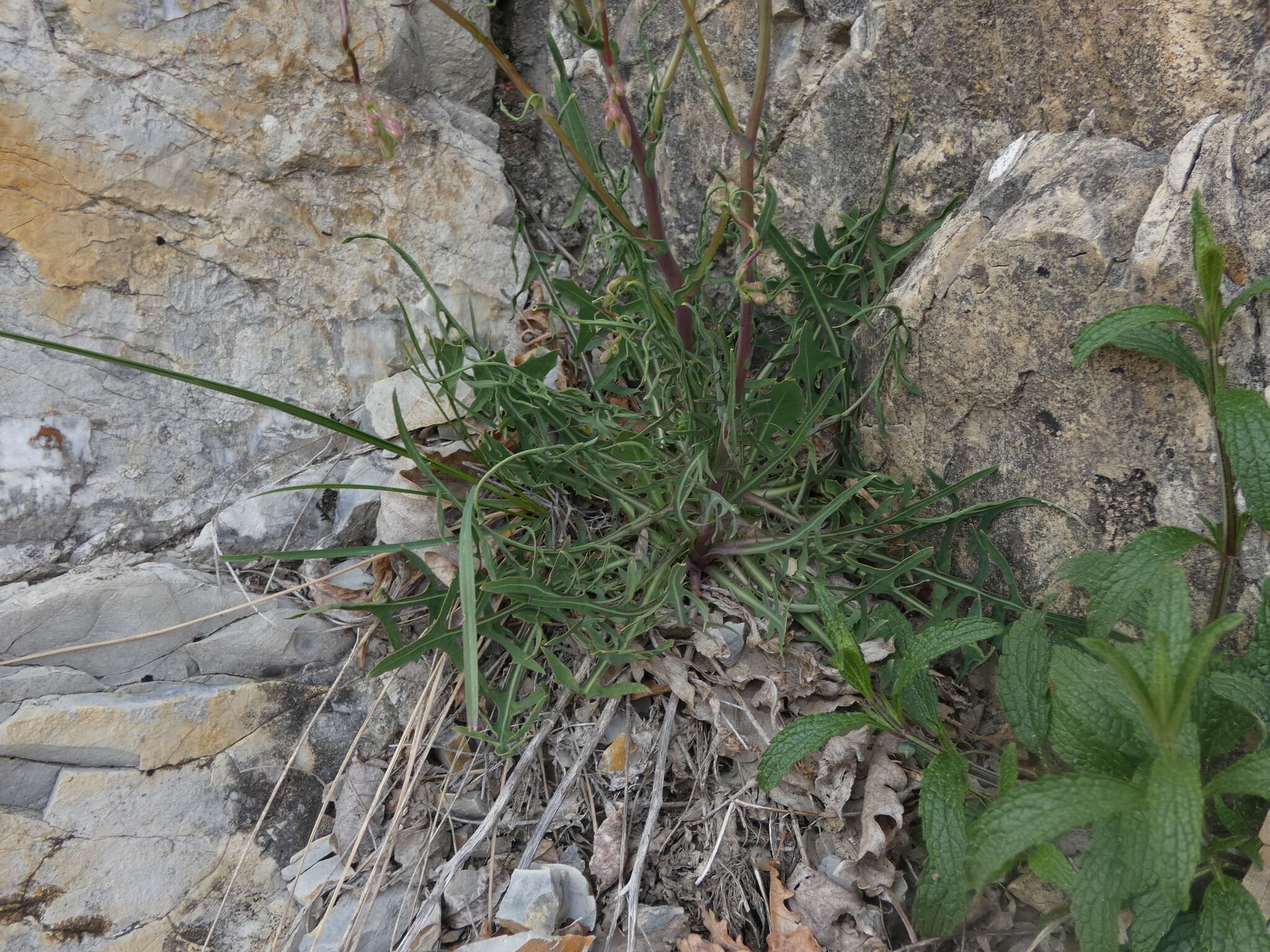 Lactuca perennis L. resmi