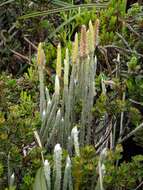 Imagem de Lycopodium vestitum Desv. ex Poir.