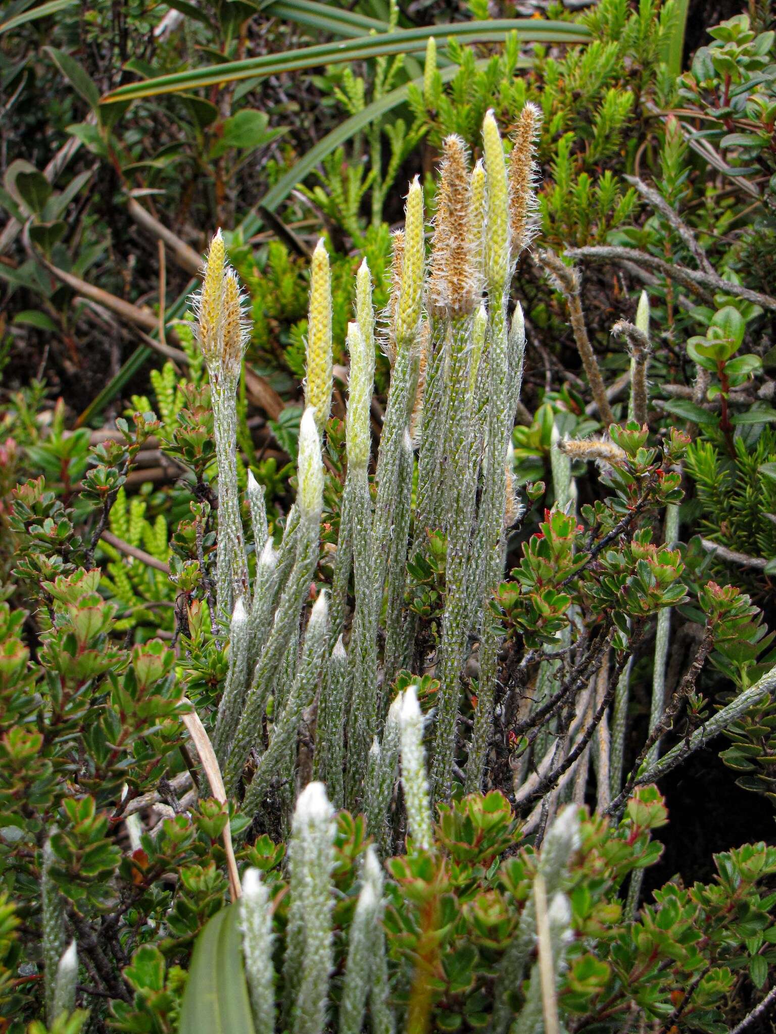 Image de Lycopodium vestitum Desv. ex Poir.