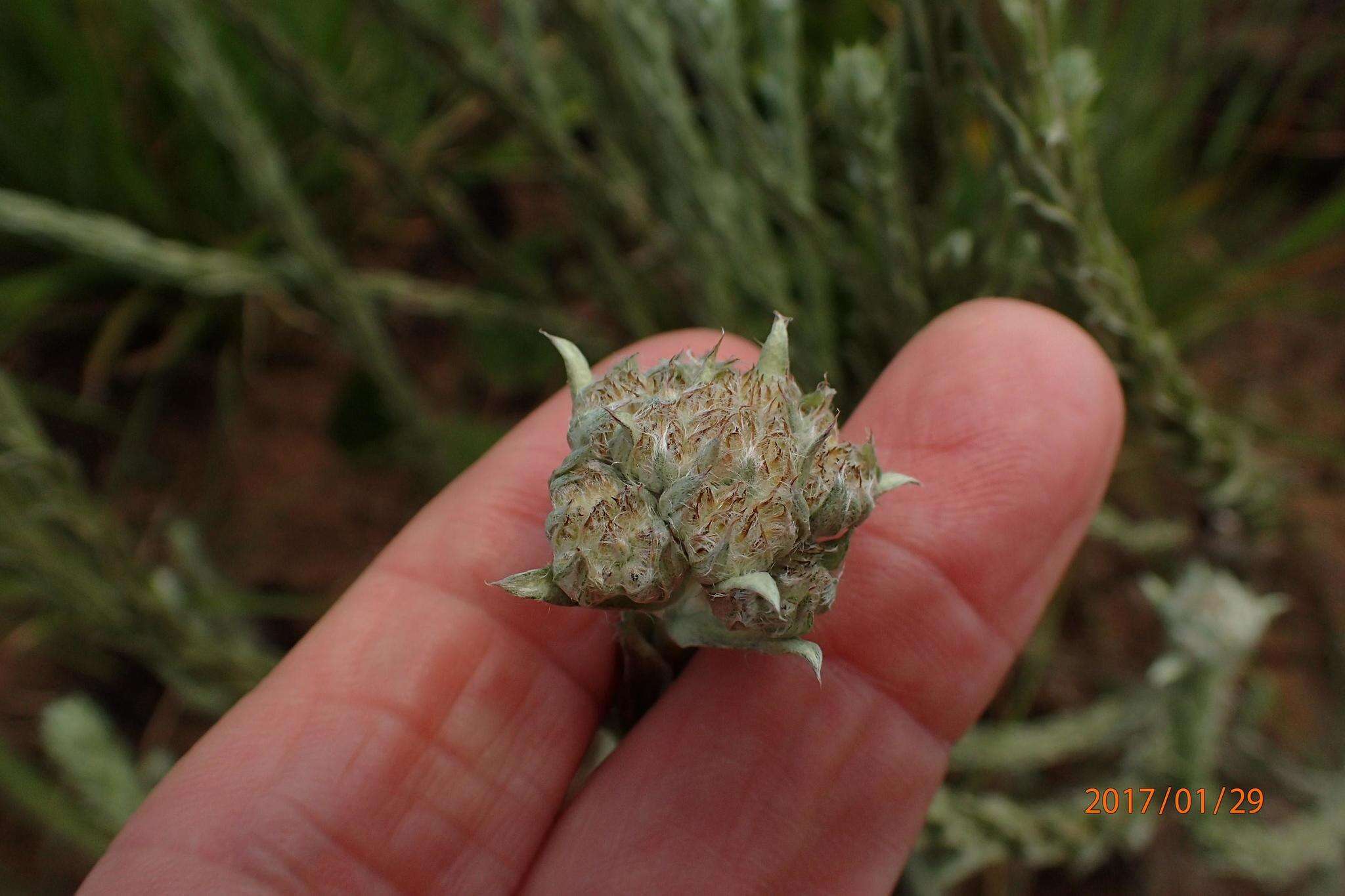 Image of Helichrysum glomeratum Klatt