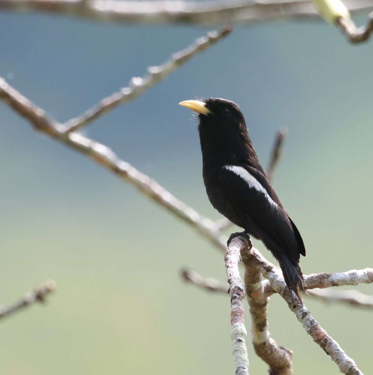 Image of Yellow-billed Nunbird