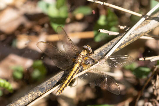 Imagem de Orthetrum japonicum (Uhler 1858)