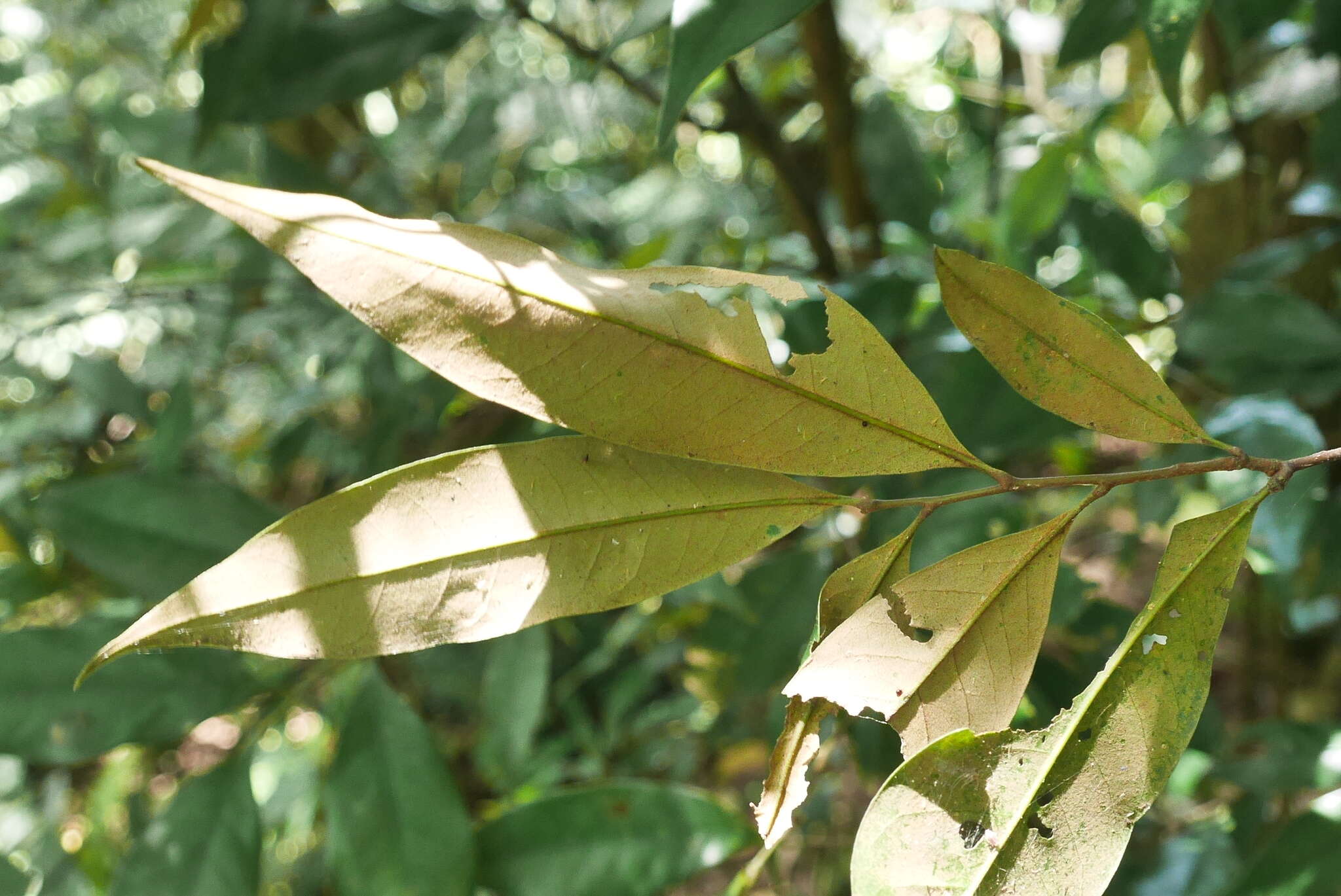 صورة Castanopsis fargesii Franch.